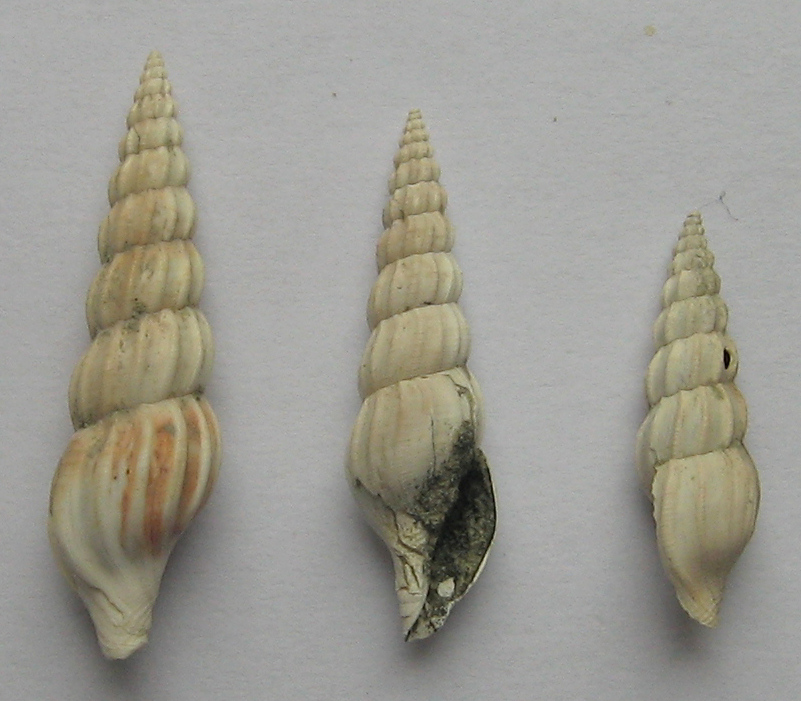 Bela columnae (Scacchi, 1836) - Pleistocene